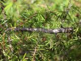 Juniperus communis
