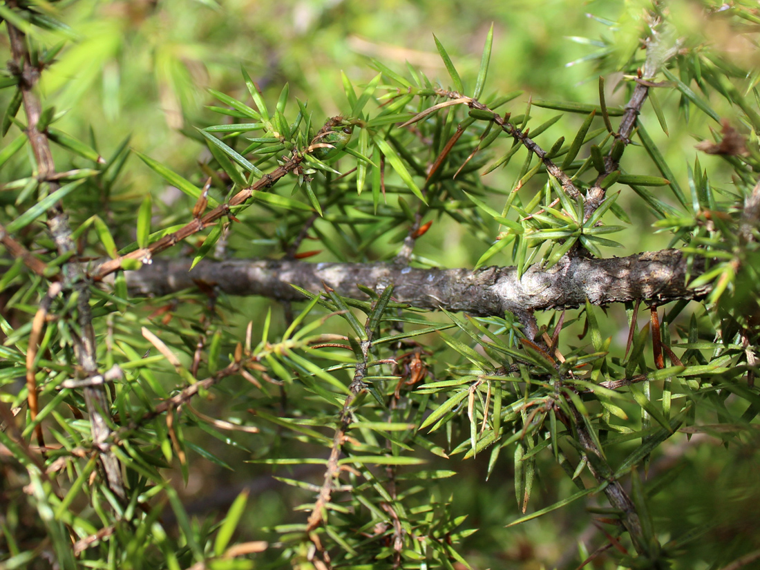 Изображение особи Juniperus communis.