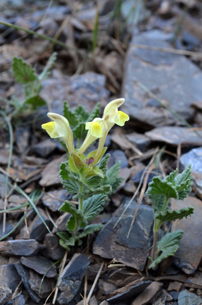 Изображение особи Scutellaria linczewskii.