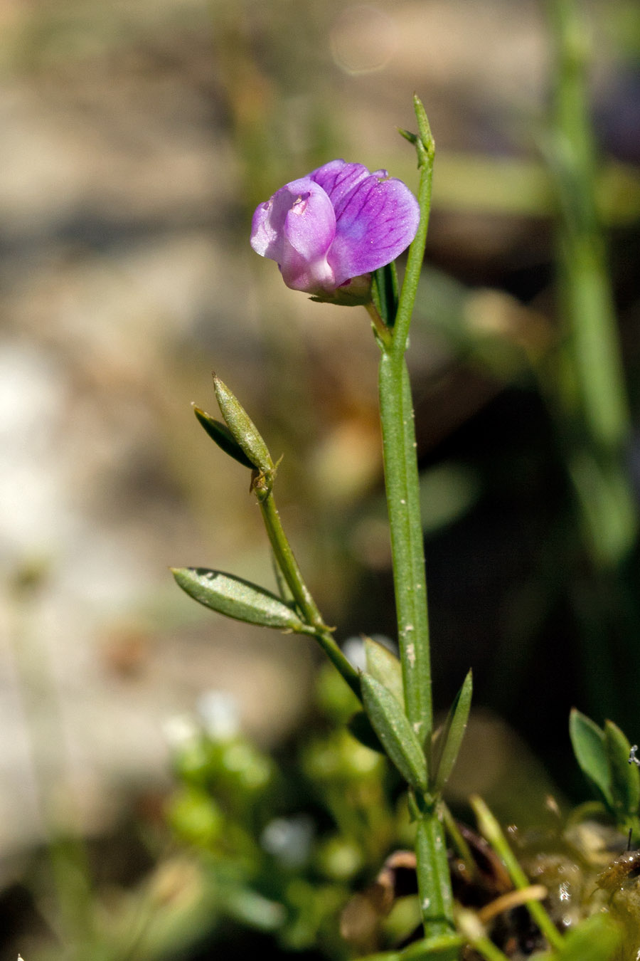 Изображение особи Lathyrus neurolobus.