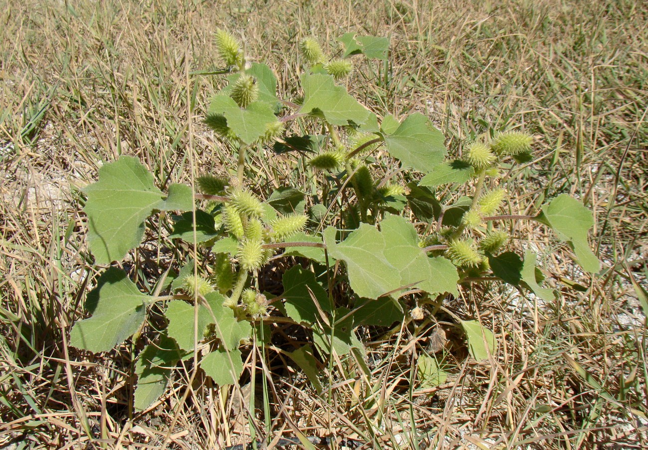 Изображение особи Xanthium orientale.