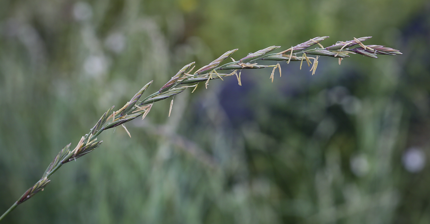 Изображение особи Elytrigia repens.