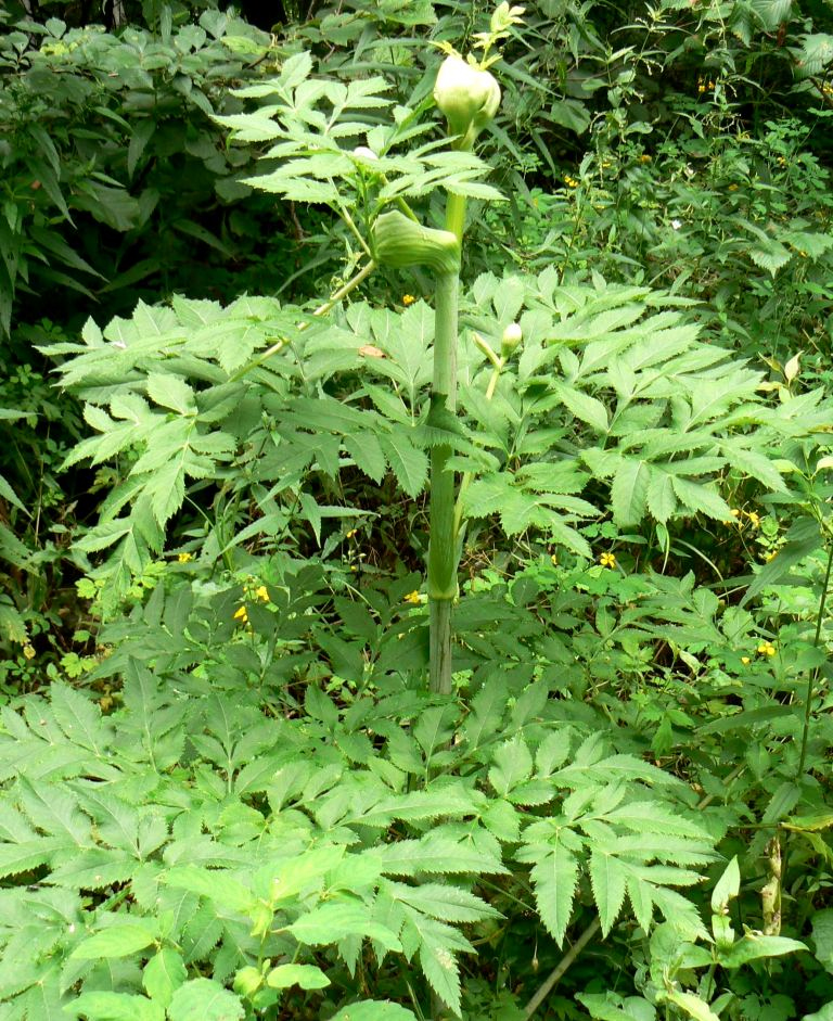 Image of Angelica dahurica specimen.