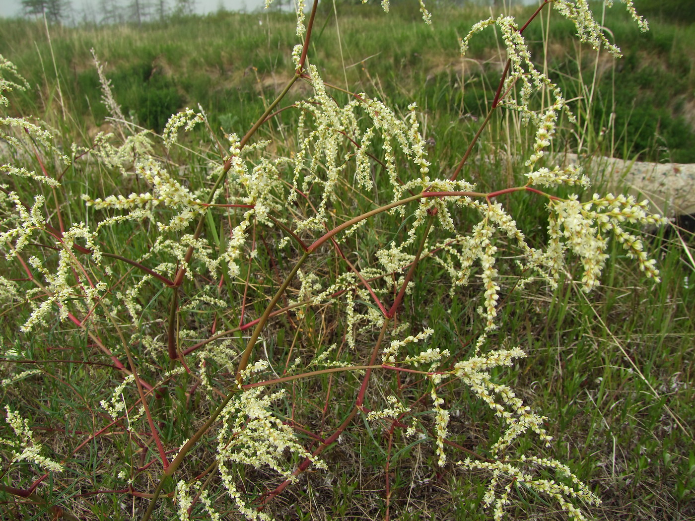 Изображение особи Aconogonon divaricatum.