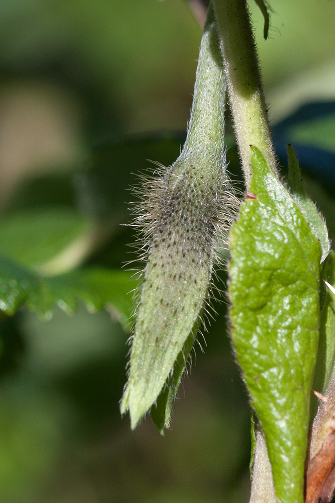 Image of Ipomoea purpurea specimen.