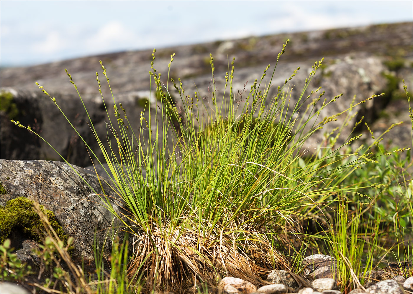 Изображение особи Carex canescens.