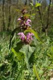 Lamium maculatum