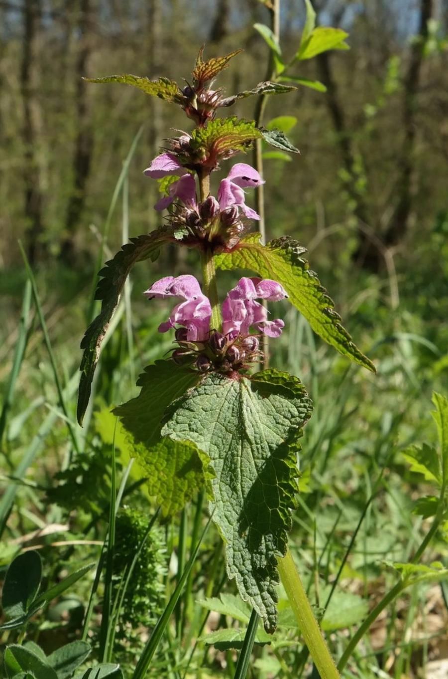 Image of Lamium maculatum specimen.