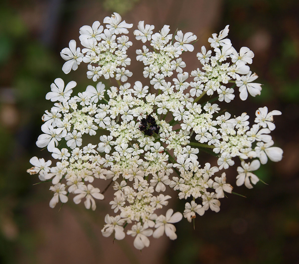 Изображение особи Daucus guttatus.