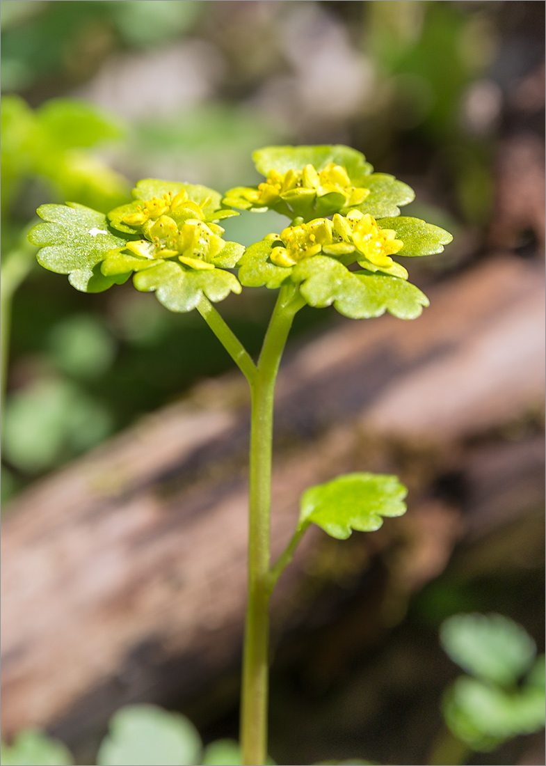 Image of Chrysosplenium alternifolium specimen.