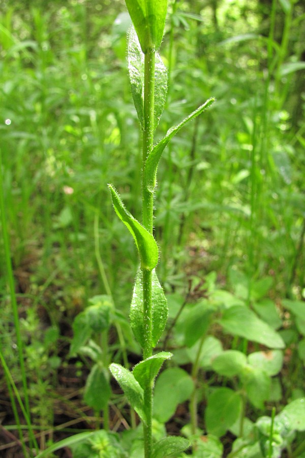 Image of Arabis sagittata specimen.