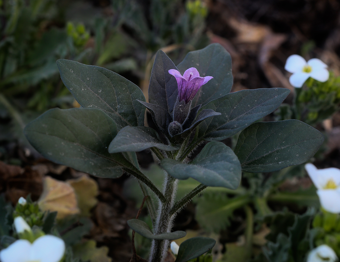 Изображение особи Physochlaina physaloides.