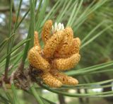 Pinus eldarica