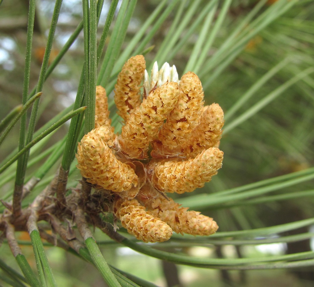 Изображение особи Pinus eldarica.