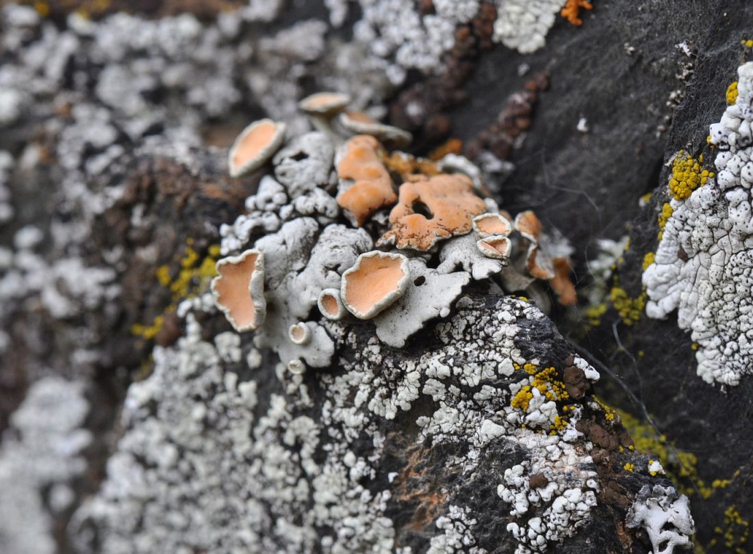 Image of genus Rhizoplaca specimen.
