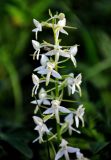 Platanthera bifolia. Верхушка соцветия. Тульская обл., Алексинский р-н, долина р. Вашана, опушка сосново-лиственного леса. 11.06.2018.