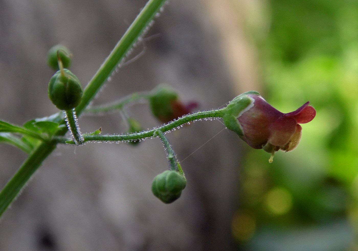 Изображение особи Scrophularia scopolii.