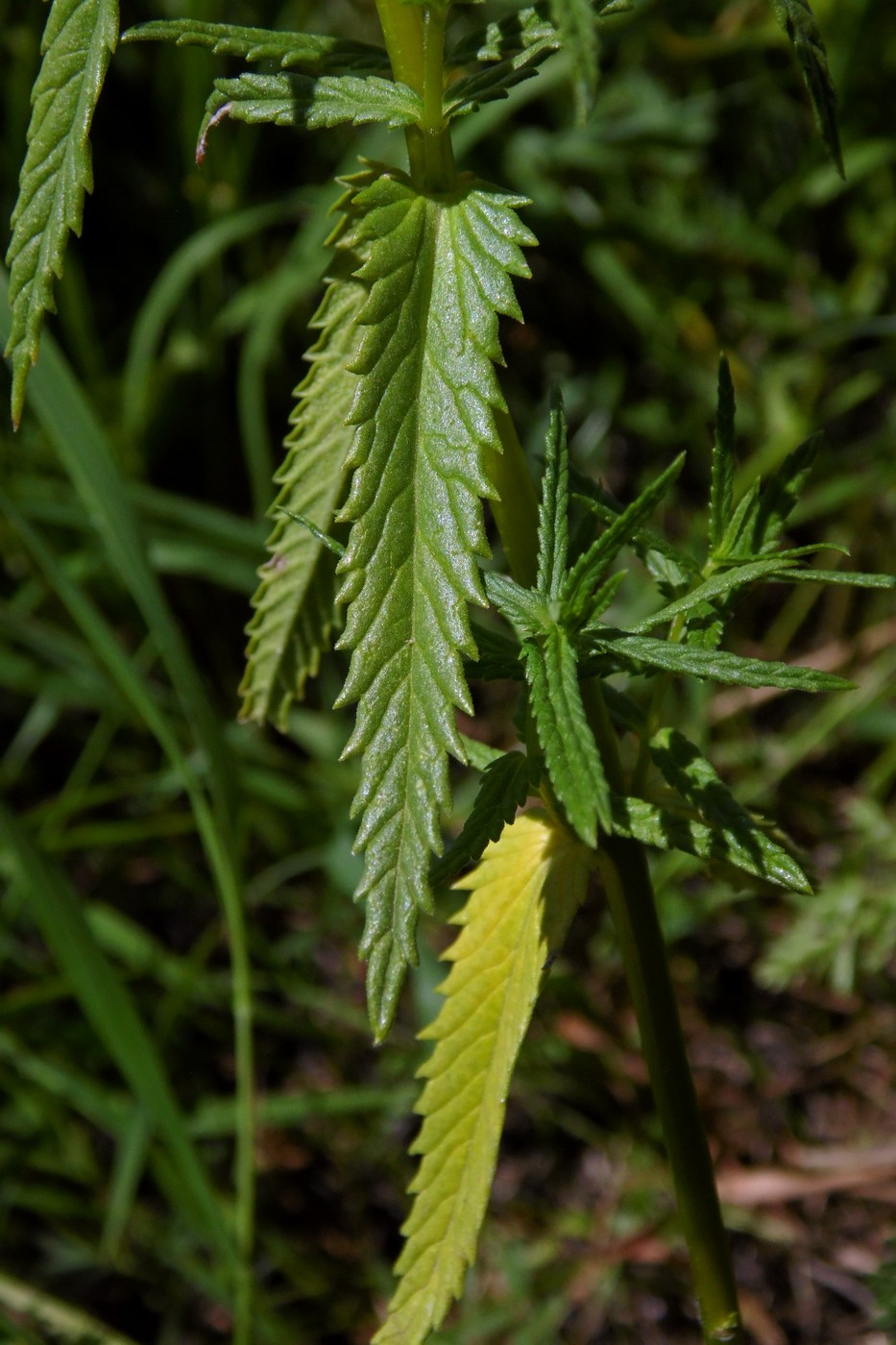 Изображение особи Rhinanthus vernalis.