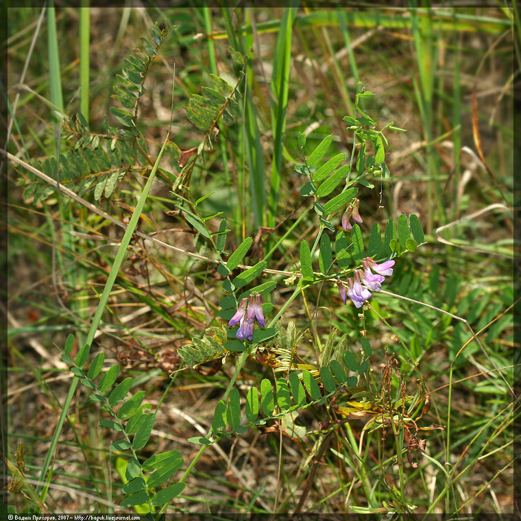 Image of Vicia cassubica specimen.