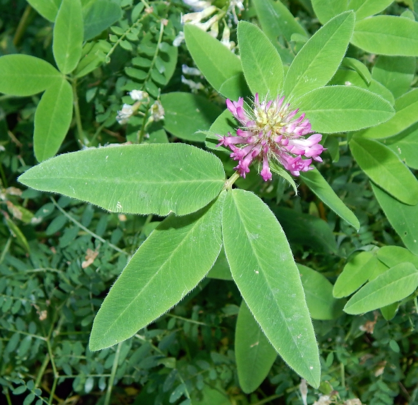 Image of Trifolium medium specimen.