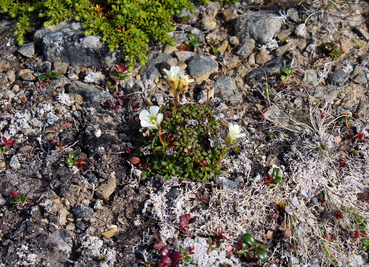 Image of Diapensia lapponica specimen.