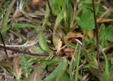 Draba sibirica. Нижние части растений. Северная Осетия, Алагирское ущелье, окр. пос. Нар, склоны Бокового хребта, 1730 м н.у.м. 07.05.2010.