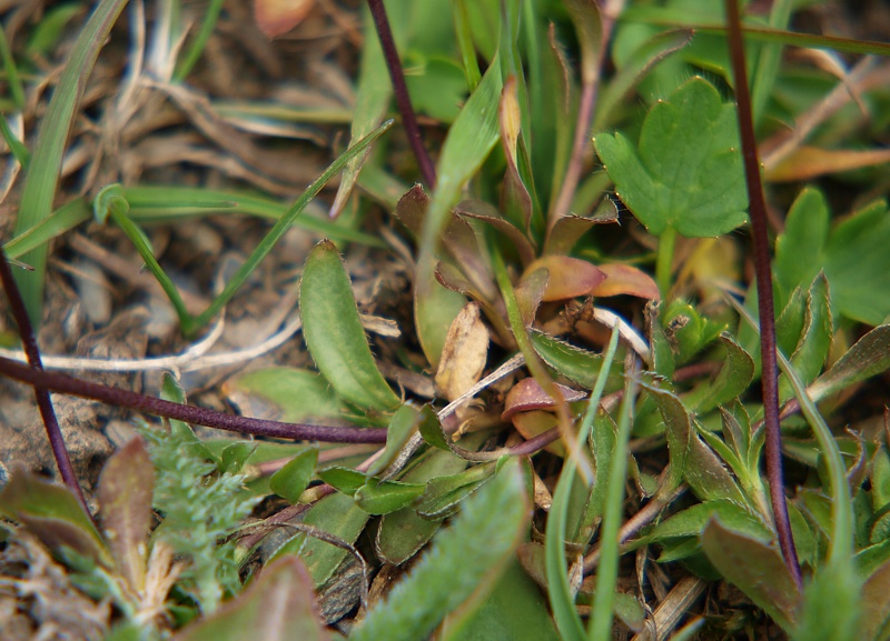 Image of Draba sibirica specimen.