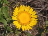 Grindelia squarrosa. Соцветие. Украина, Днепропетровская обл., Апостоловский р-н, Токовский сельский совет, южнее Токовских водопадов, возле дороги. 04.08.2018.