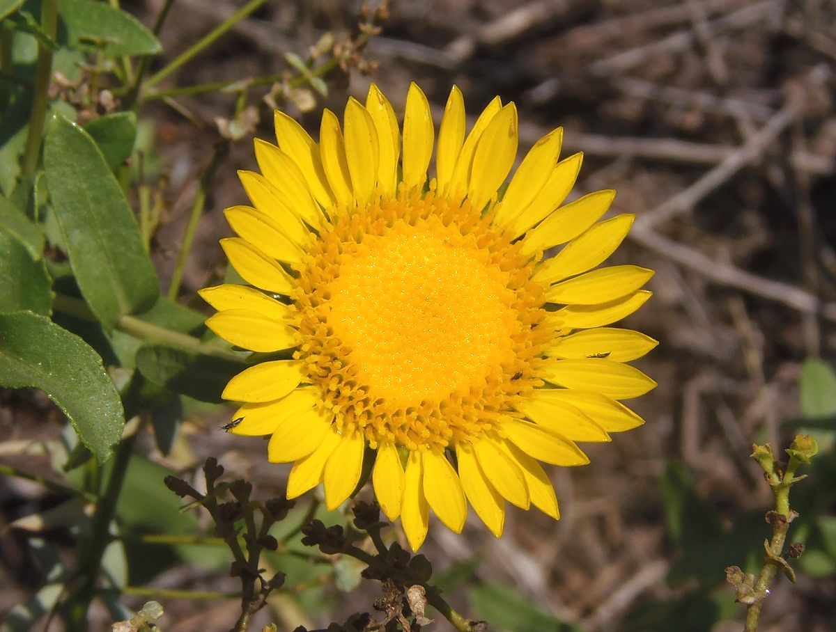 Изображение особи Grindelia squarrosa.