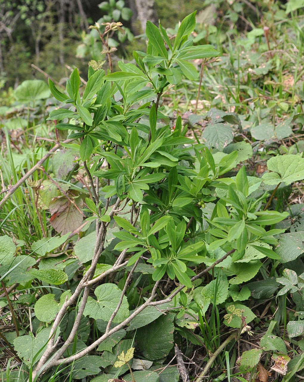 Image of genus Daphne specimen.