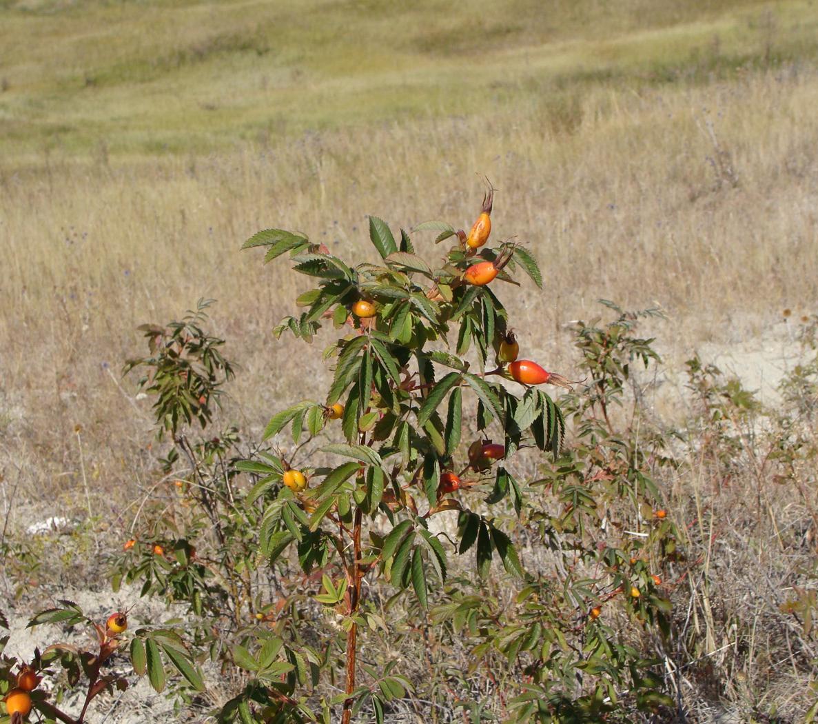 Image of Rosa cinnamomea specimen.