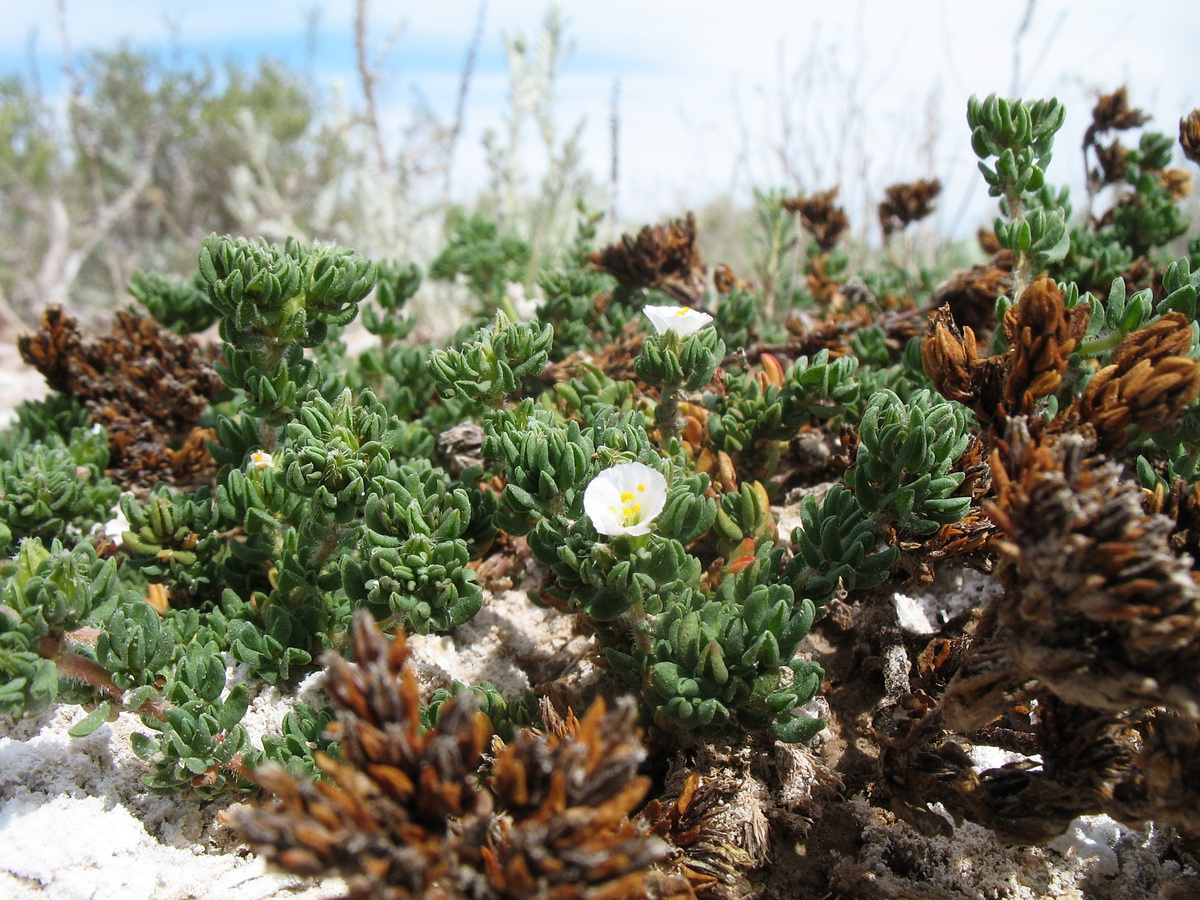 Image of Frankenia mironovii specimen.