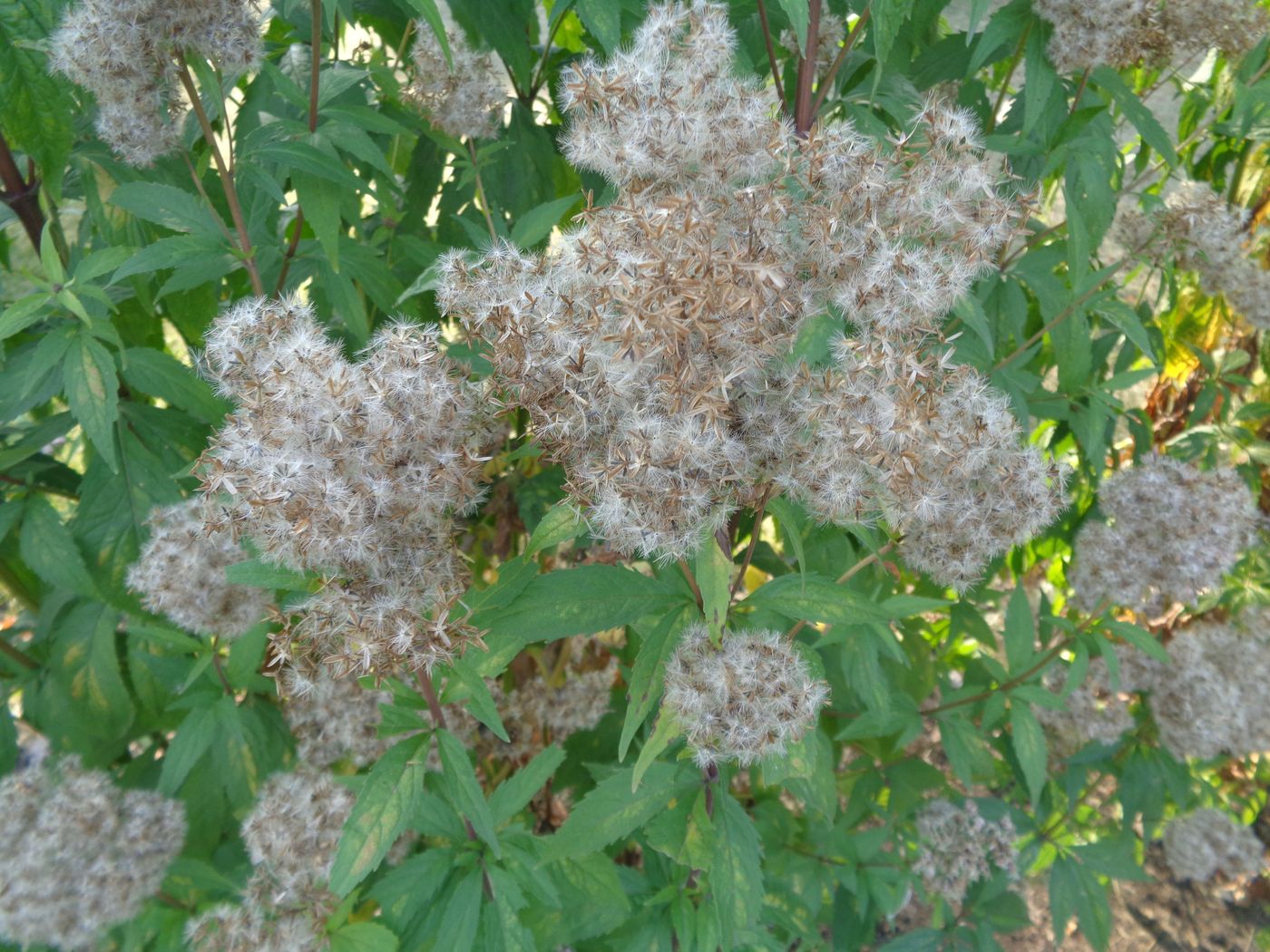 Image of Eupatorium cannabinum specimen.