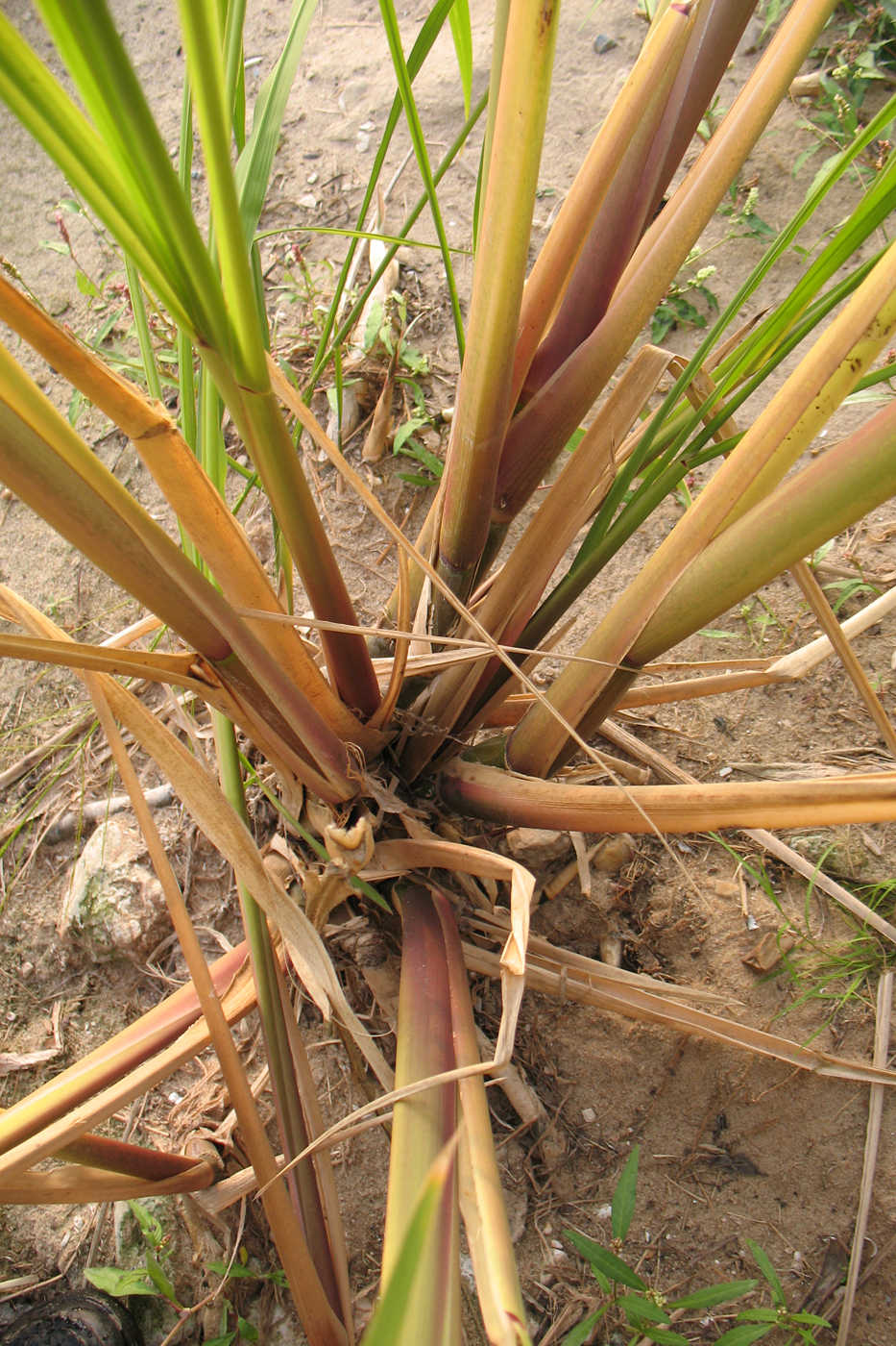 Image of Zizania latifolia specimen.