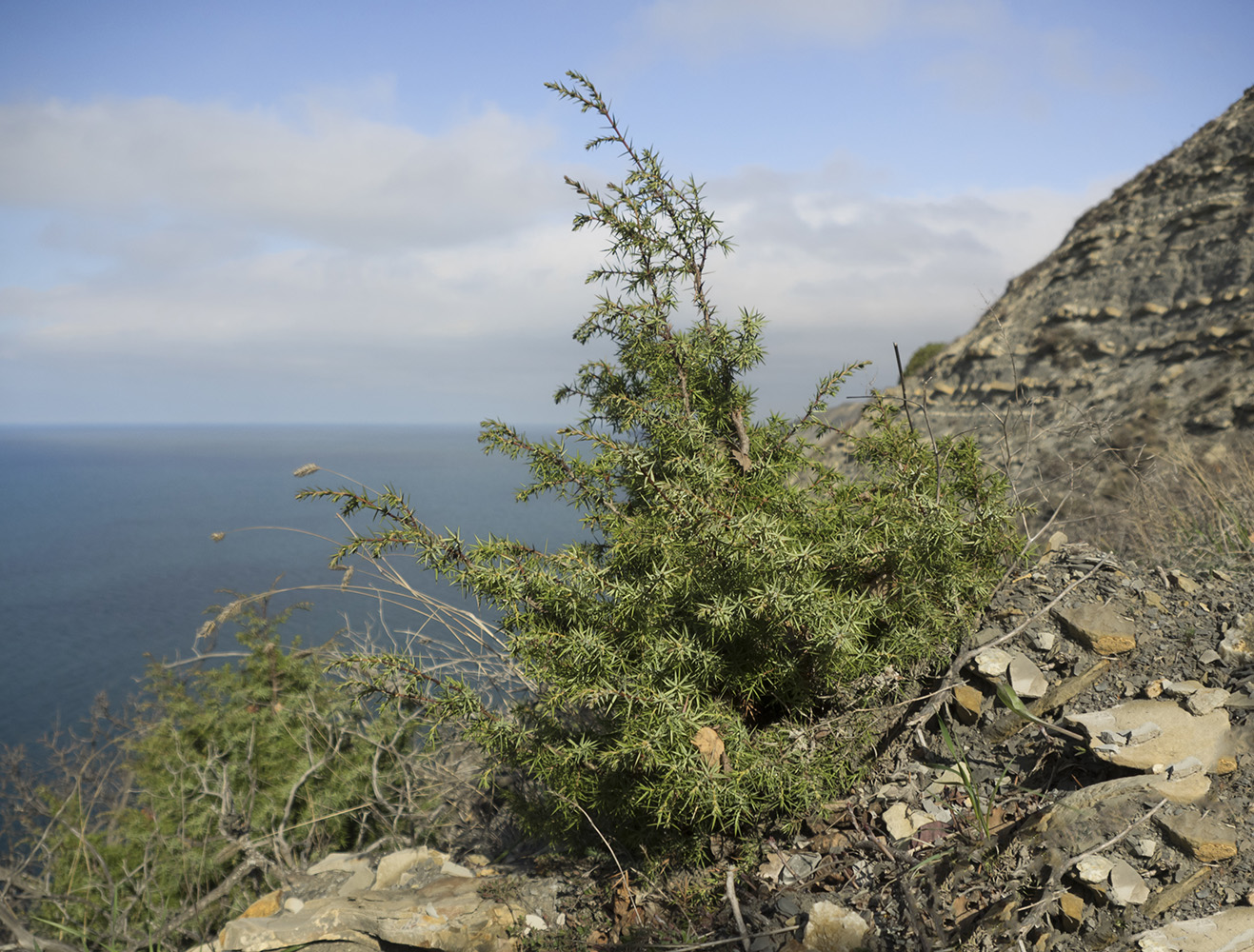 Изображение особи Juniperus deltoides.