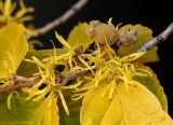 Hamamelis virginiana
