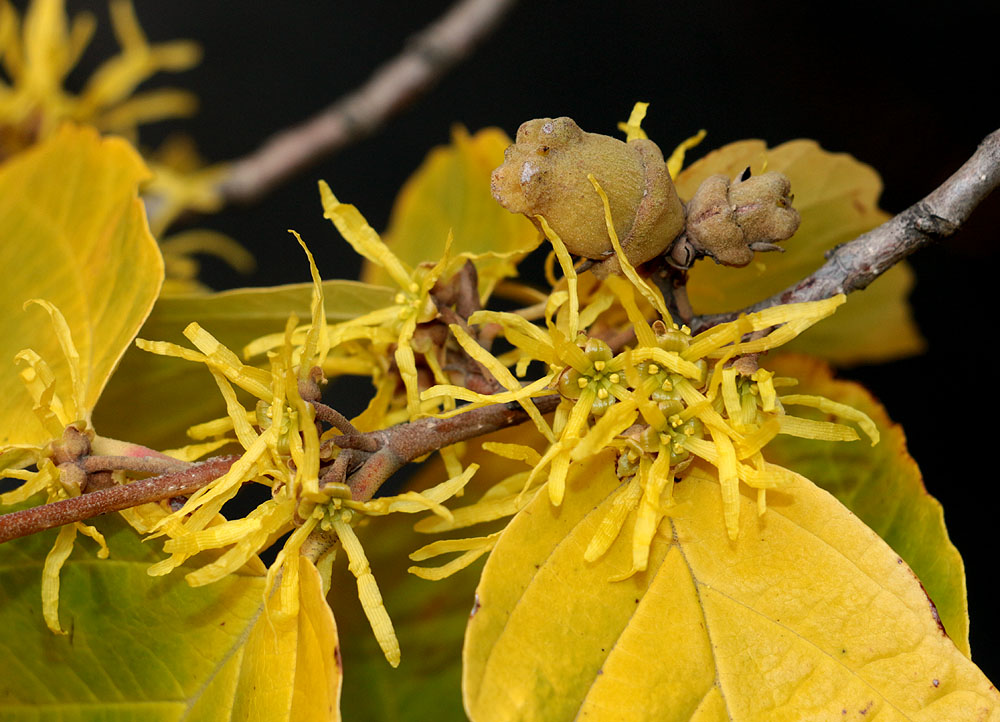 Image of Hamamelis virginiana specimen.