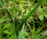 Scirpus orientalis