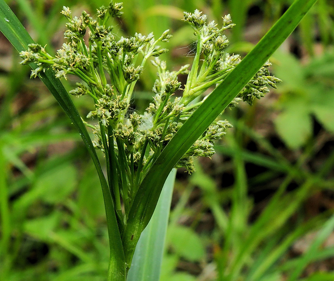 Image of Scirpus orientalis specimen.