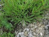 Gypsophila fastigiata. Вегетативные побеги и основания генеративных побегов. Украина, Ивано-Франковская обл., Галичский р-н, окр. с. Бовшев, Касова гора, скальное обнажение. 24 июня 2010 г.