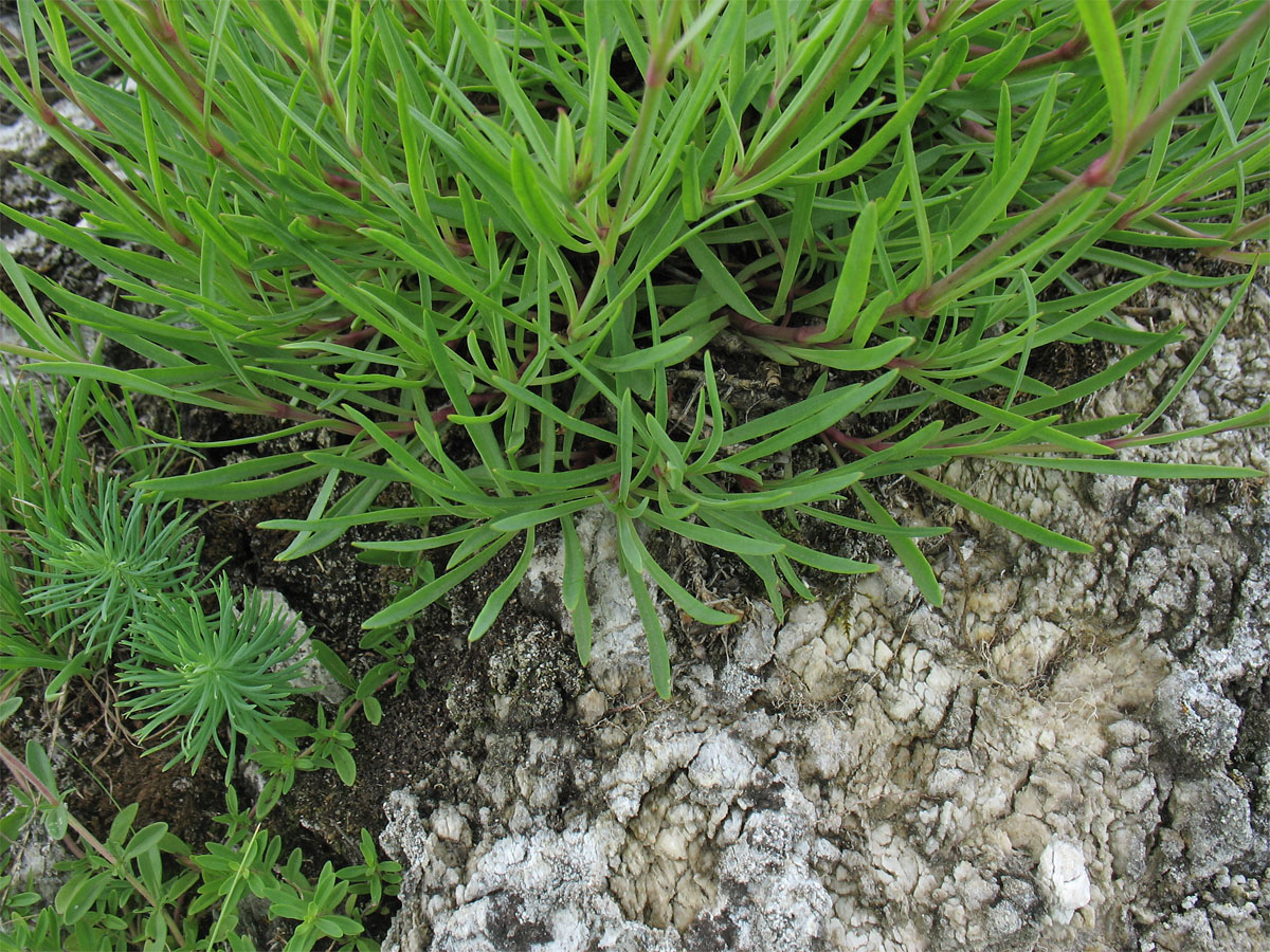 Image of Gypsophila fastigiata specimen.