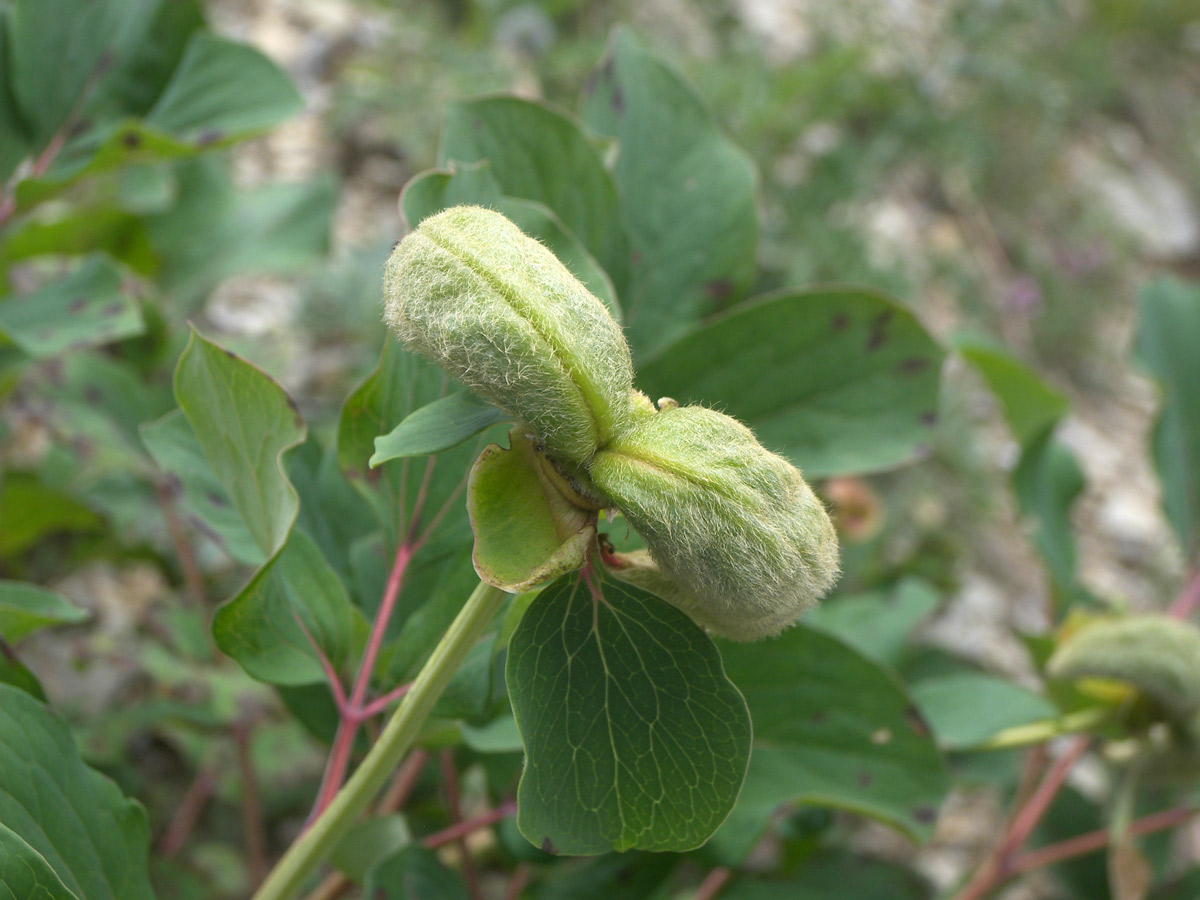 Image of Paeonia daurica specimen.