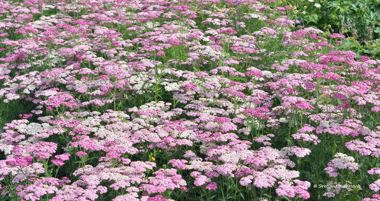 Изображение особи Achillea millefolium.