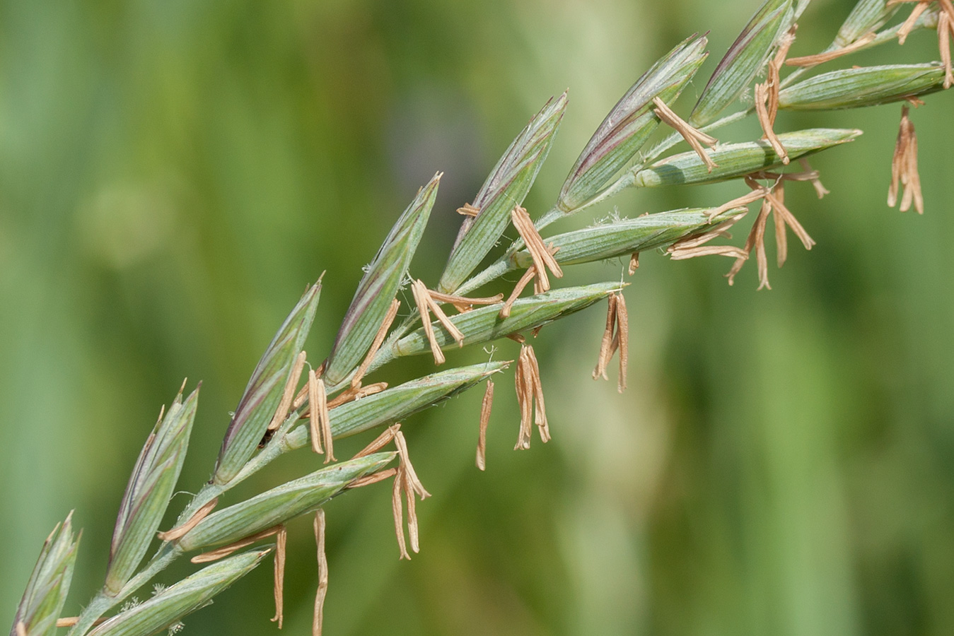 Image of Elytrigia repens specimen.