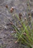 Juncus triglumis