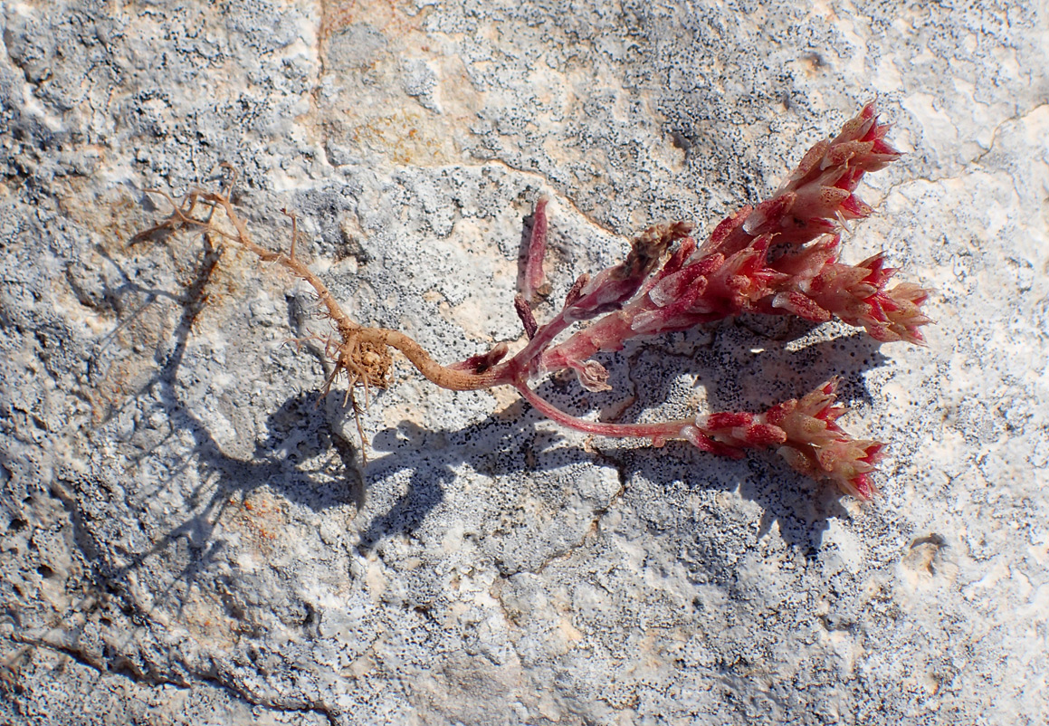 Image of Sedum litoreum specimen.