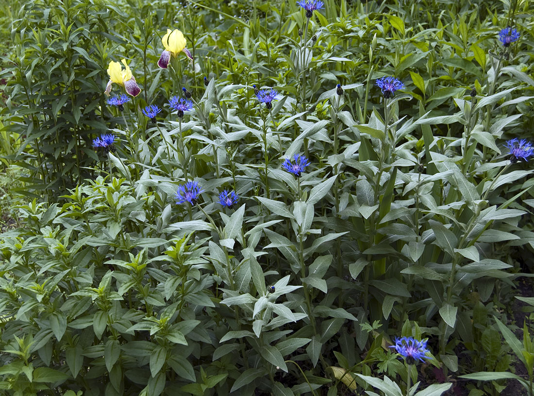 Изображение особи Centaurea montana.