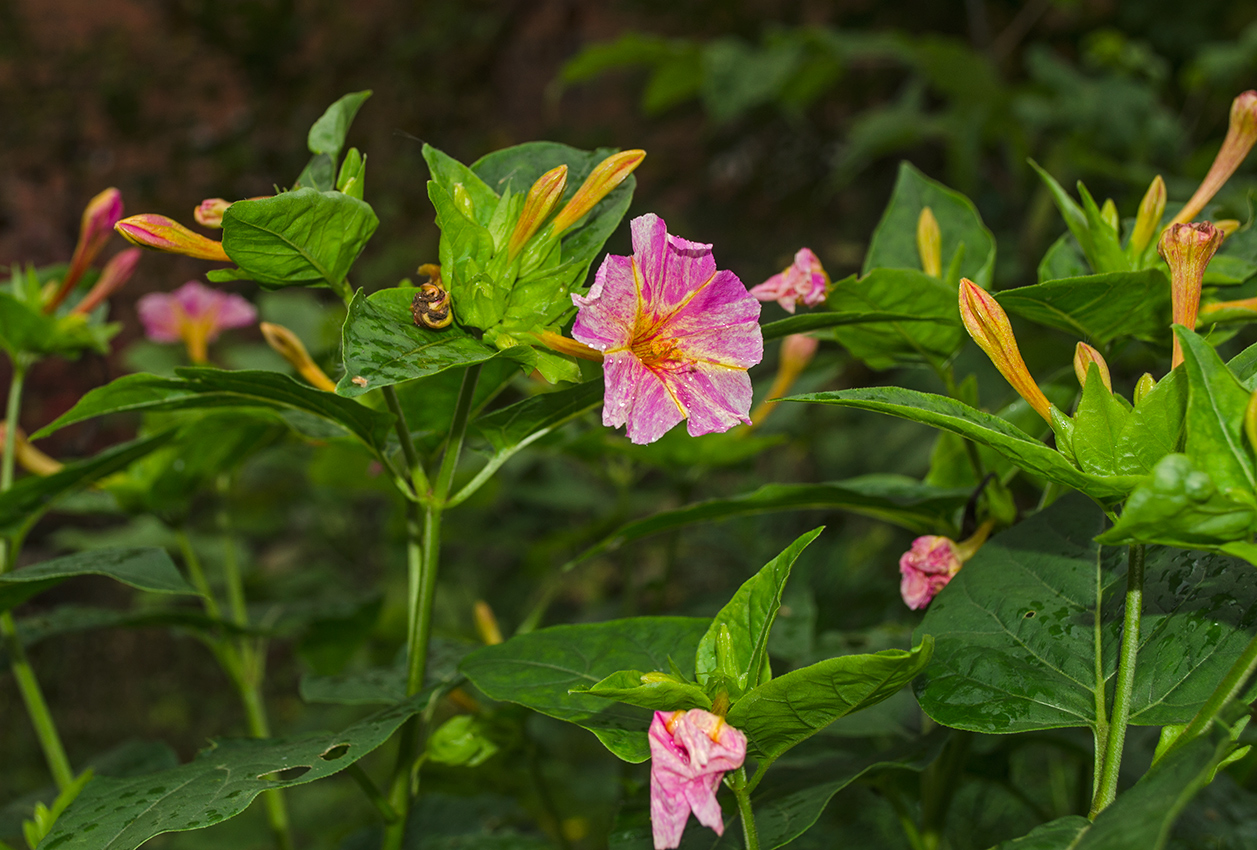 Изображение особи Mirabilis jalapa.