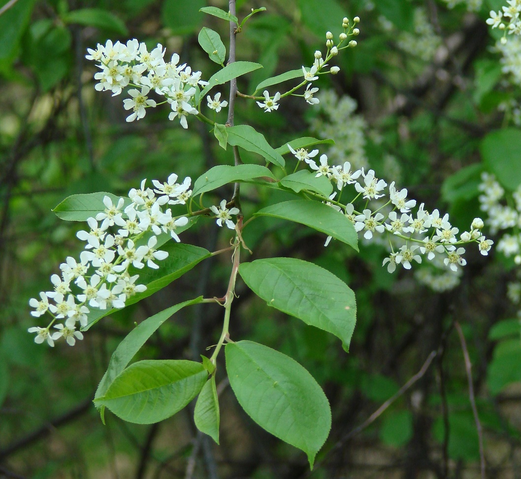 Image of Padus avium ssp. pubescens specimen.