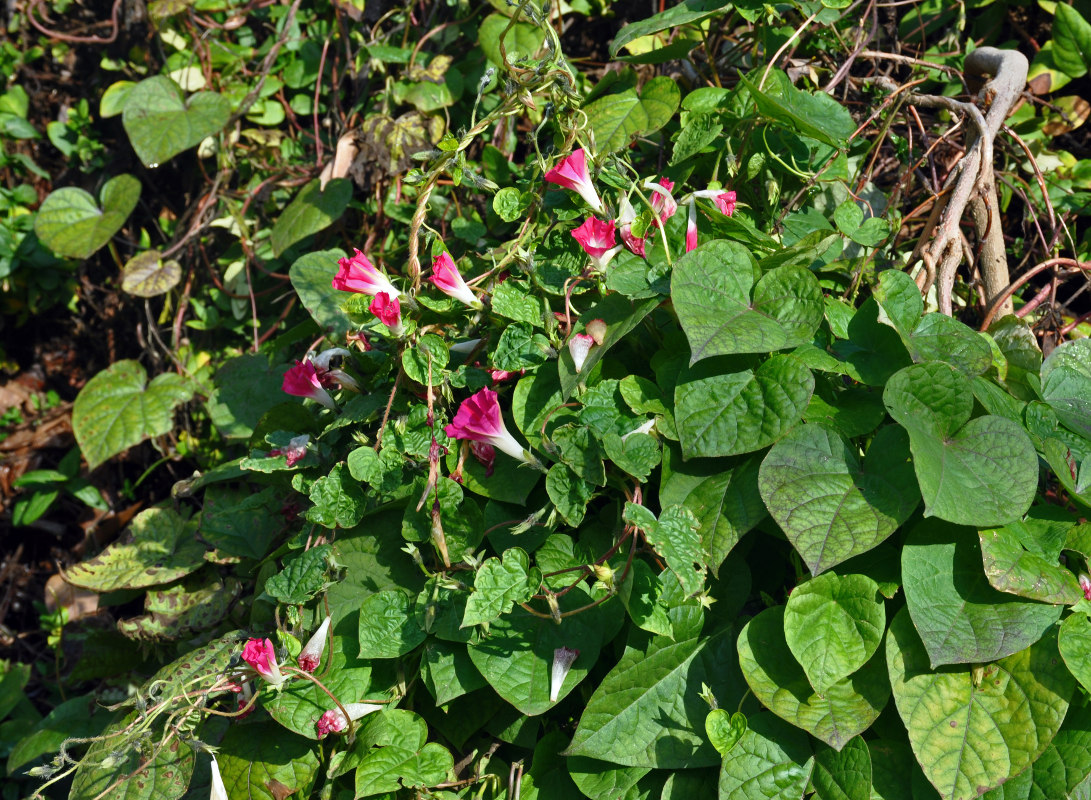 Image of Ipomoea purpurea specimen.